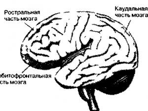 Механизмы возникновения эмоций Возникновение эмоций